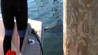 Rescued Manatee Dies After Mass. Rescue