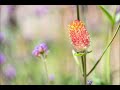 Foreground Flower - Nikon D750, 105mm f/2.8G IF-ED Macro