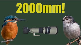 Wildlife Photography at 2000mm - OM-1 with Olympus 2x tele and 150-400mm F4 lens