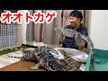 8匹のオオトカゲと暮らす男の家が凄過ぎた・・・!