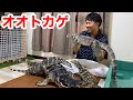 ８匹のオオトカゲと暮らす男の家が凄過ぎた・・・！