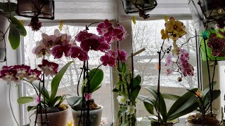 Мартовское цветение орхидей. Что цвело в марте?!