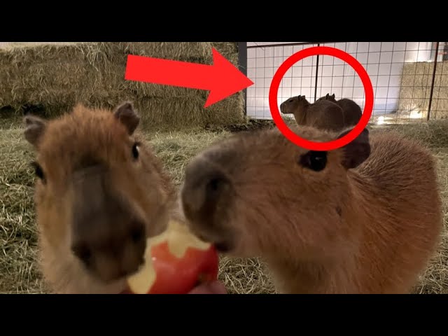 Part 4, Capybaras Fighting SCARY (Kumala vs Savesta) #foryou #fyb #far