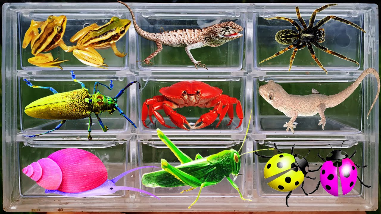 I Catching Insects by countryside, lizard, spider, grasshopper, crab, frog, snail, lady bug