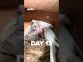 DAY 13 - Mom Still Watching Her Growing Babies! | বাজরিগার মা বাচ্চার পাশে | Aviro BD #budgies