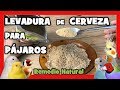 LEVADURA de CERVEZA para CRIAR CANARIOS y PAJAROS EXOTICOS 🐤 CRIA de CANARIOS | Remedios naturales