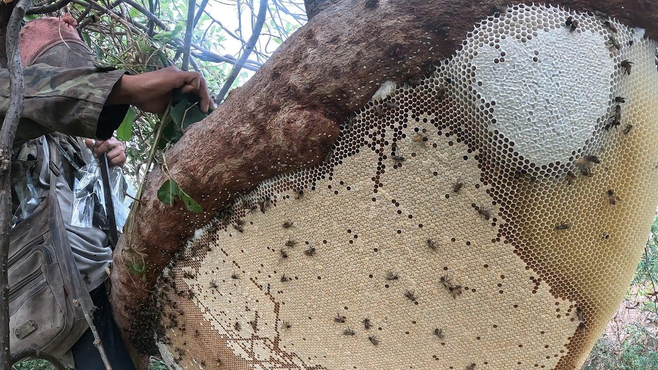 เขาชี้เป้า1รังผึ้งหลวง ขากลับเลาะหามิ้มตามคลอง  |  พรานหมึก คนตีผึ้ง