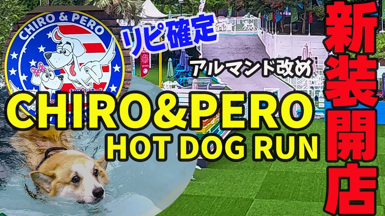 【プールつきドッグランが新装オープン！】朝から夜までいられる！また行きたくなったコーギーと飼い主【CHIRO & PERO】
