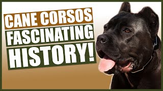 The History Of The CANE CORSO