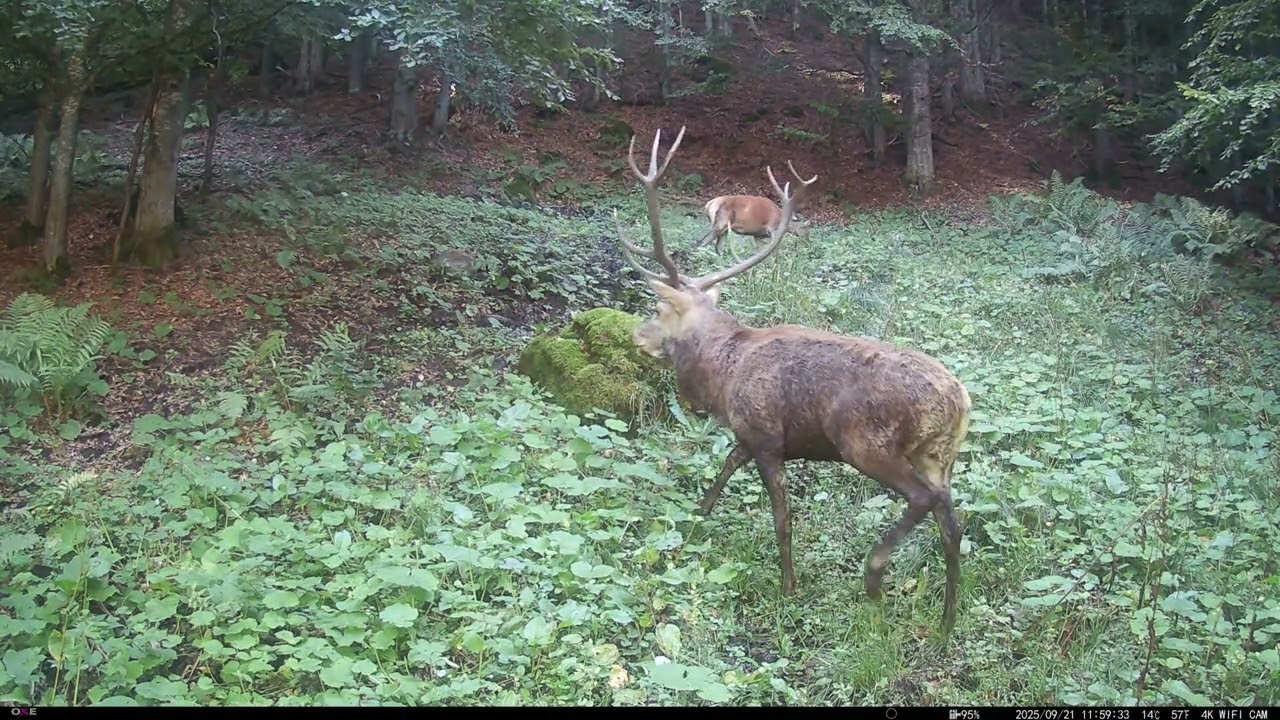 Život a jelenia ruja na kalisku