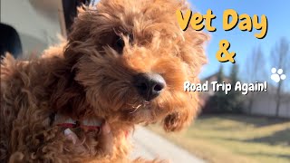 Going to the Vet! (Cockapoo gets Vaccines, loses last tooth and ventures at Lakeshore!)