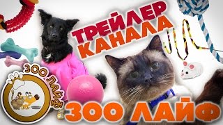 Трейлер канала ЗОО ЛАЙФ. Бордер колли Ёжик. Лабрадор Зуф. Сиамскй кот Марик. Трейлер канала ЗОО ЛАЙФ. Бордер колли Ёжик. Лабрадор Зуф. Сиамскй кот Марик.