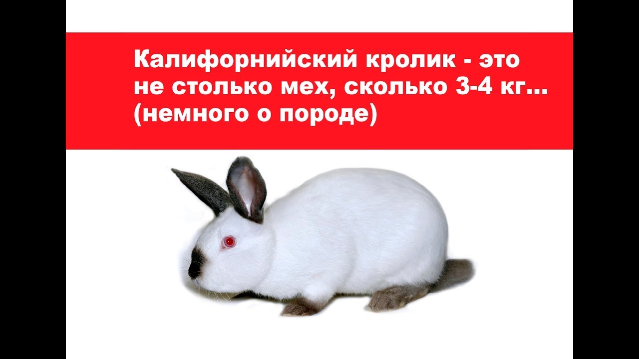 Калифорнийский кролик - это не столько мех, сколько 3-4 кг... (Немного о породе)
