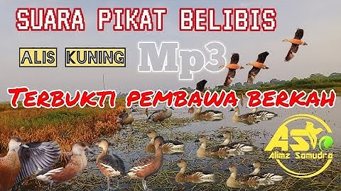 SUARA PIKAT❗BELIBIS ALIS KUNING JITU DAN TERBUKTI🔥🔥