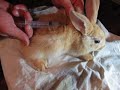 Вакцинация кроликов чешской вакциной