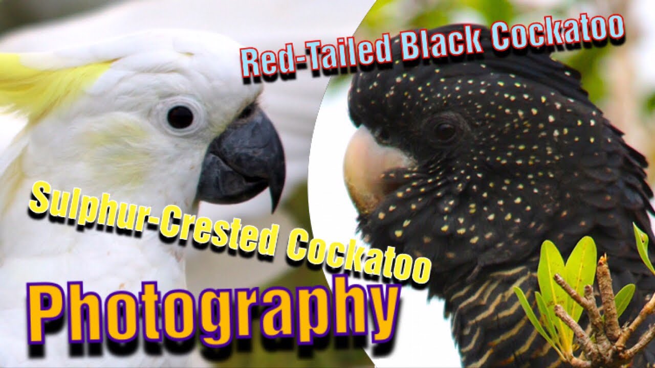 Red Tailed Black Cockatoo and Sulphur Crested Cockatoo Photography