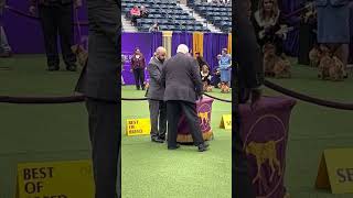 Scottish Terrier Breed at Westminster Dog Show 2023