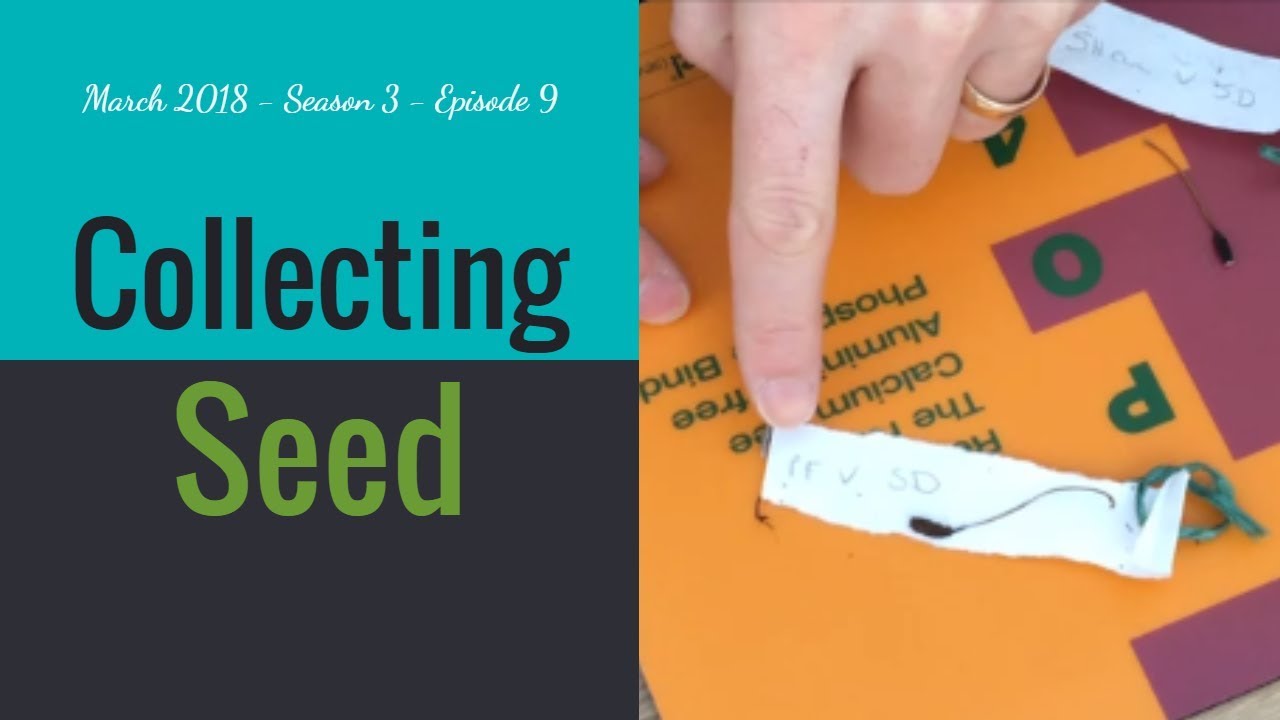 Spare time Gardening with Simon - Collecting Seeds from Hybrid Fuchsia - Mar 18 S3 E9