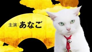 スペシャルドラマ「猫侍 玉之丞、江戸へ行く」特報