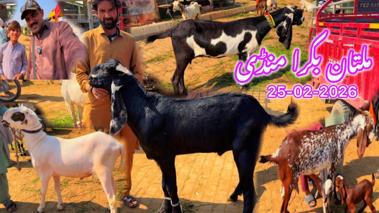 Multan Bakra Mandi Today Update | Best Bakray  Bakriyan Rates | Barkat Farm Vlog