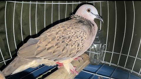 Thổ chụp chụp ô chim vip không dành cho sinh viên #baotondongvat  #birds  #dongvat 