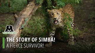 The Story Of Simba: A Fierce Survivor! by Wildlife SOS 1,420 views 1 month ago 3 minutes, 26 seconds