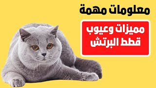 قطط برتش / ماهو سعر البرتش/ القط البرطاني | british cat