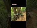 Man builds Giant house in 500 years old tree in the woods #building