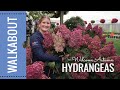 End of Season:  Hydrangea Tips