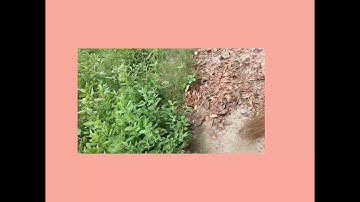 NSTP 2 (COMPILATION OF THE OUTPUT)