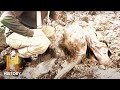 The unbelievable 30000yearold woolly mammoth found in canada season 1