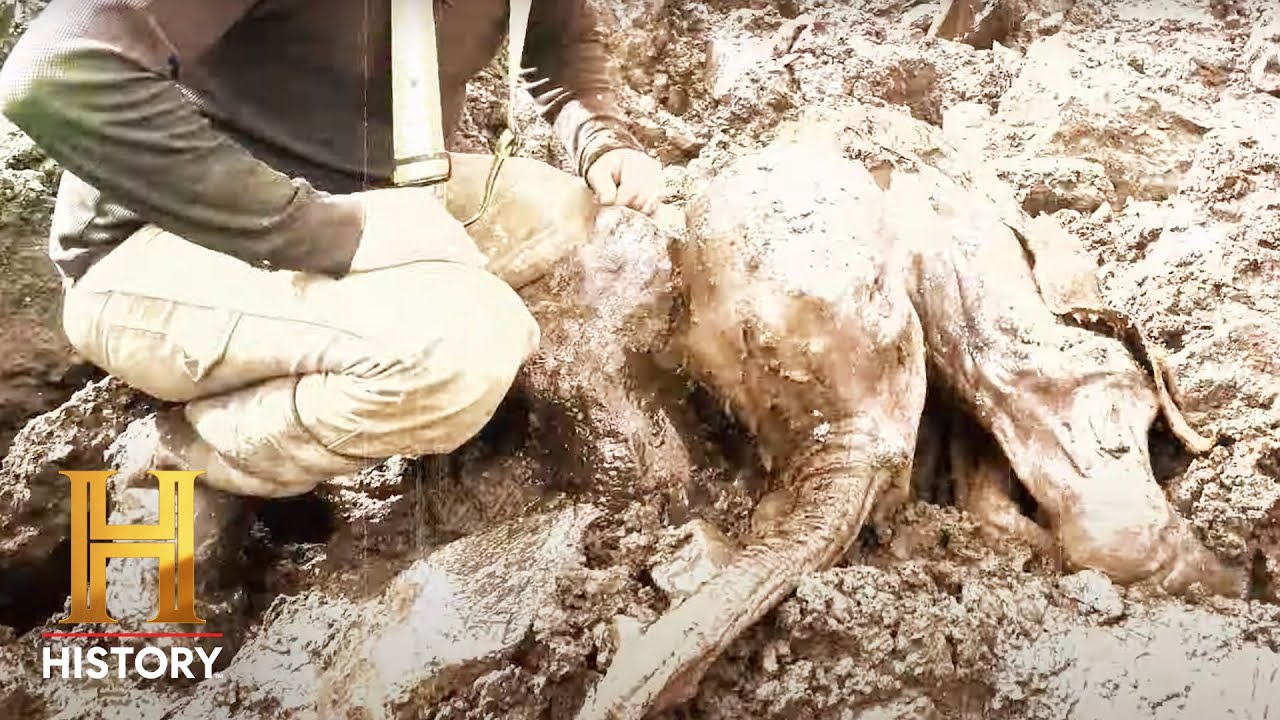 Documentary backdrop image for The UnBelievable: 30,000-Year-Old Woolly Mammoth Found in Canada (Season 1) (2024)