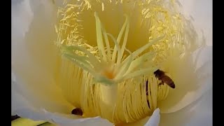 Bees Collecting Pollen From Moonlight Cactus