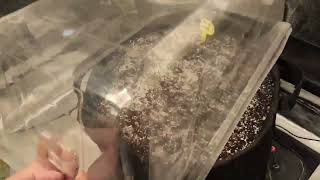 Weekly update Octopot grow #13 Day 17 Watermelon Zkittlez, Blueberry OG Day 7 Maui Waui, moby dick.