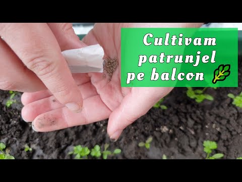 Video: Cultivarea semințelor de pătrunjel: Cum poate fi cultivat pătrunjelul din semințe