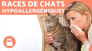 Races de chats HYPOALLERGÉNIQUES  pour les personnes allergiques !