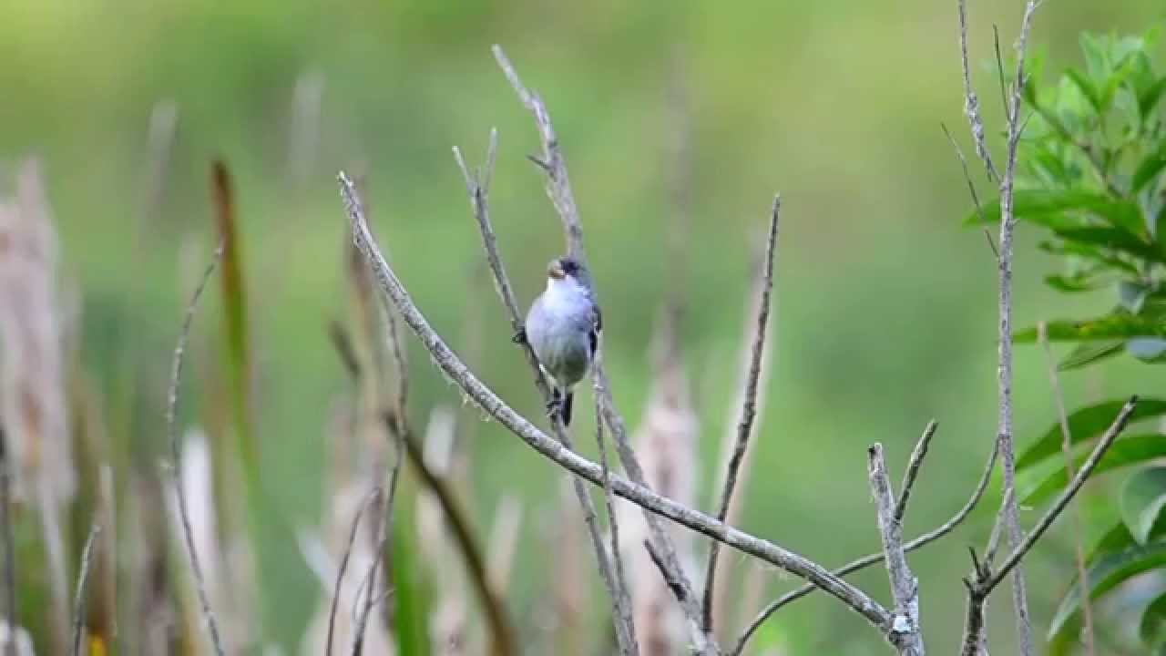 Sporophila leucoptera (chorão) White-bellied Seedeater 