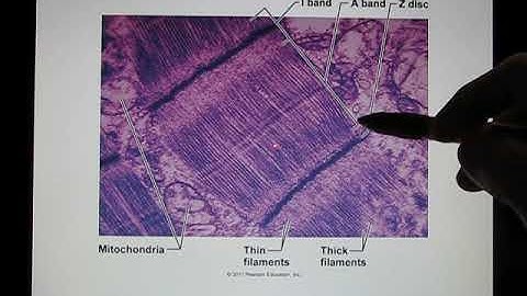 ACC Biol2401 AP I Muscle1 part2