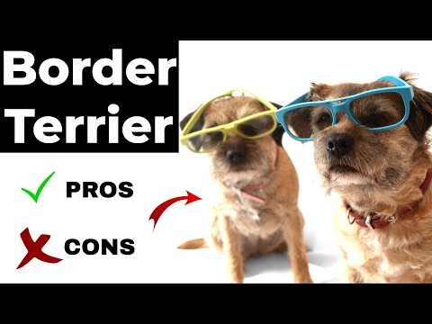 Video: Border Terrier-hondenras Hypoallergeen, Gezondheid En Levensduur