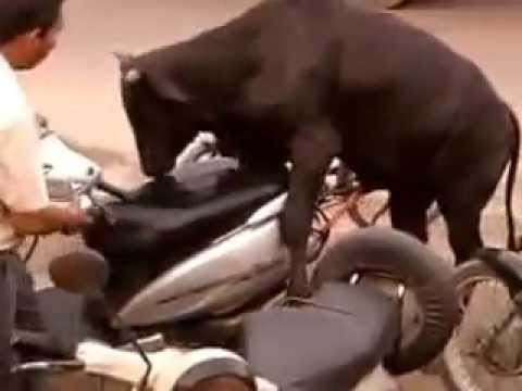 udeladt champion håber buffalo sex with bikes on road / crazy sex attemp by animal - YouTube