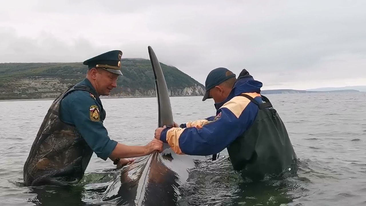 Спасение косаток на камчатке. Касатка Магадан. Спасли касатку.