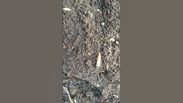 Cứu con ốc sên hoa con #snail