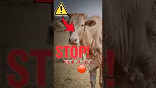 STOP ⚠️ गायों में लंपी रोग का कहर! Lumpy Skin Disease Treatment Vaccine | Safety Tips #dairyfarm