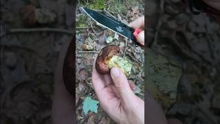 Bolete bruises blue right before your eyes! 💙💛👀😯 #westvirginia #foraging