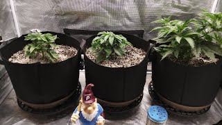 Vegging under Mars Hydro SP250 and SP3000 side by side, Strawberry Cough, Blueberry, Blackberry Kush