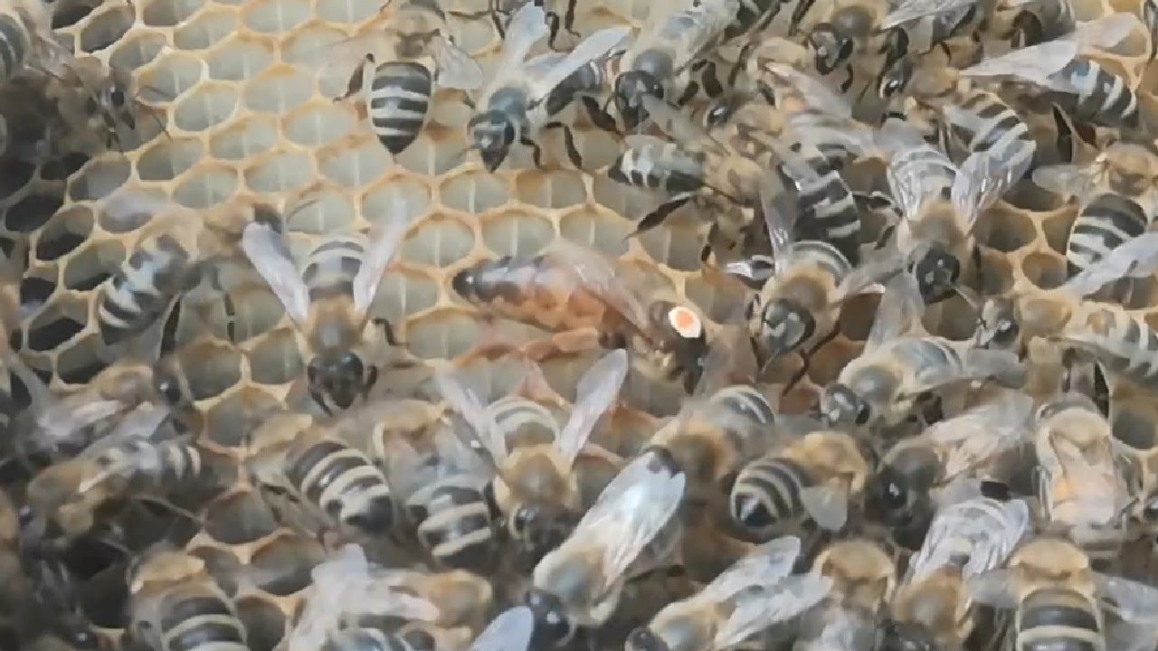 REGINELE F 0 .  Cat sunt de profitabile intr-o stupina ?