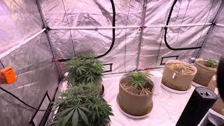 New Grow Start OPTIC LED- Grape Balls of Fire, Tropicana Cookies Purp, Blue Cheese, & Apple Fritter