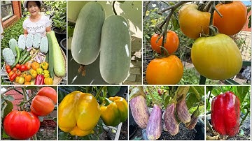 Thu hoạch ớt chuông vàng, đỏ, bí dứa, dưa leo, bầu, cà chua, cà tím, mướp hương sau vườn ở Úc