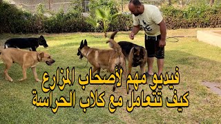 كيف تتعامل مع كلاب الحراسة بالضيعة الفلاحية