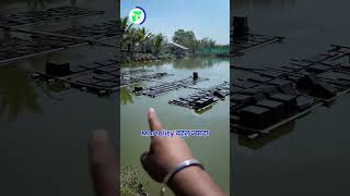 Box में केकड़ा खेती 🦀😱 How to do Crab Farming || Indian Farming #shorts #indianfarmer screenshot 1